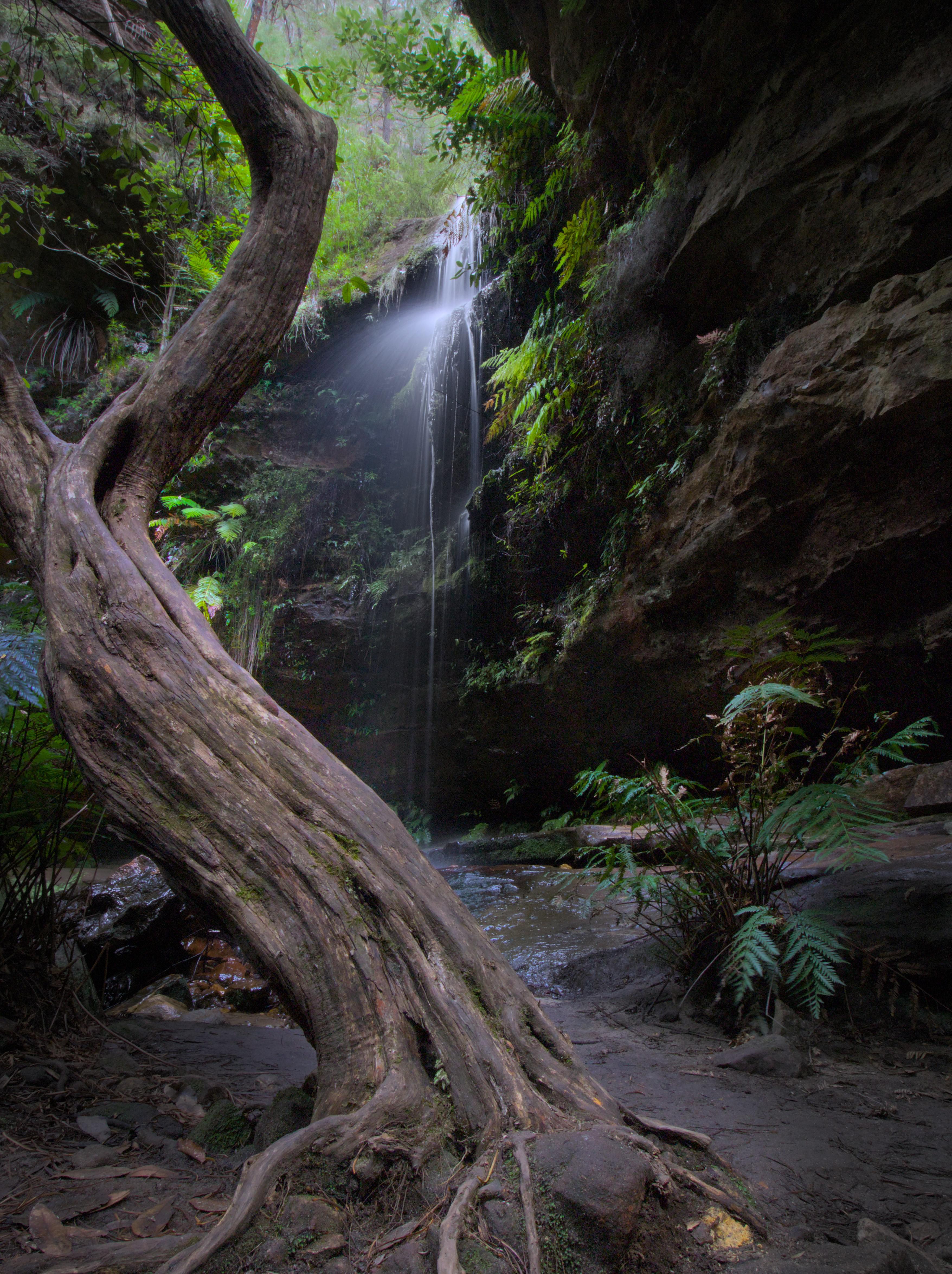 Tree and waterfall in the Blue Mountains