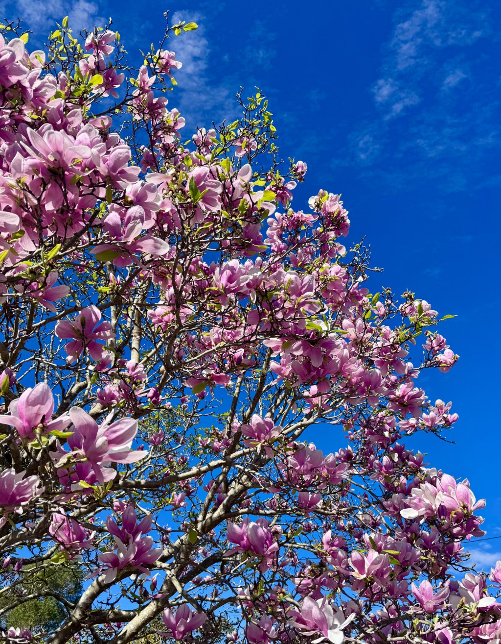 Blue Mountains in Spring: The Complete Guide to Gardens, Walks & Festivals