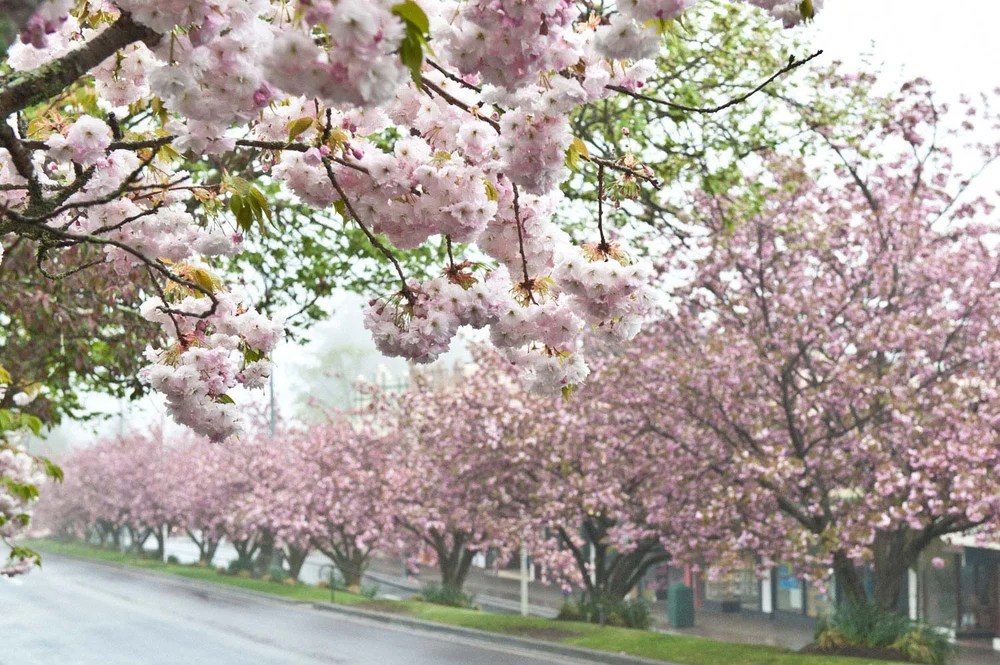 Cherry blossom trees lining Leura Mall on a misty spring morning, Blue Mountains NSW