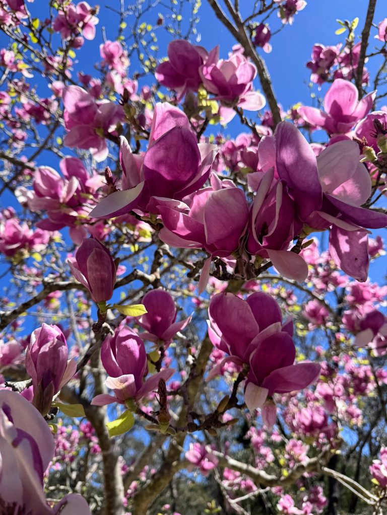 Magnolia tree in full bloom at Leura, Blue Mountains NSW — outside Magnolia Cottage