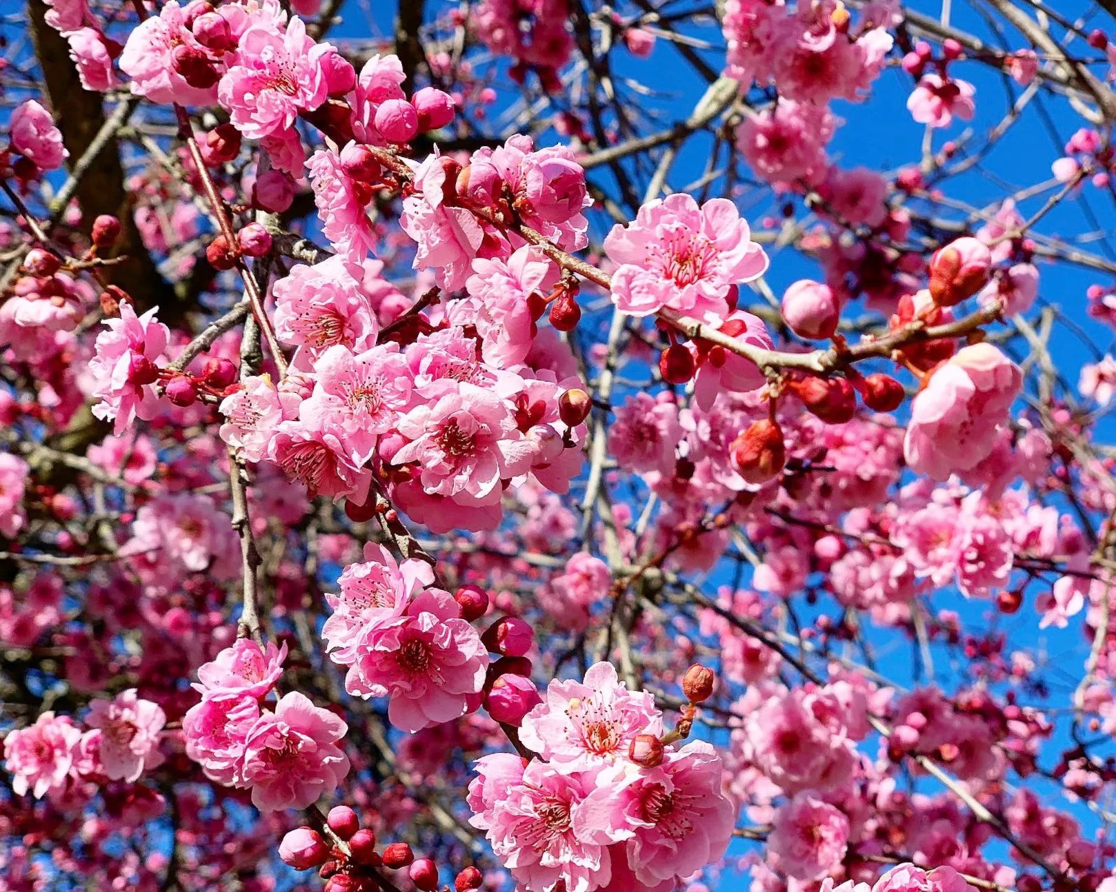 Pink cherry blossom flowers in full bloom at Leura, Blue Mountains NSW