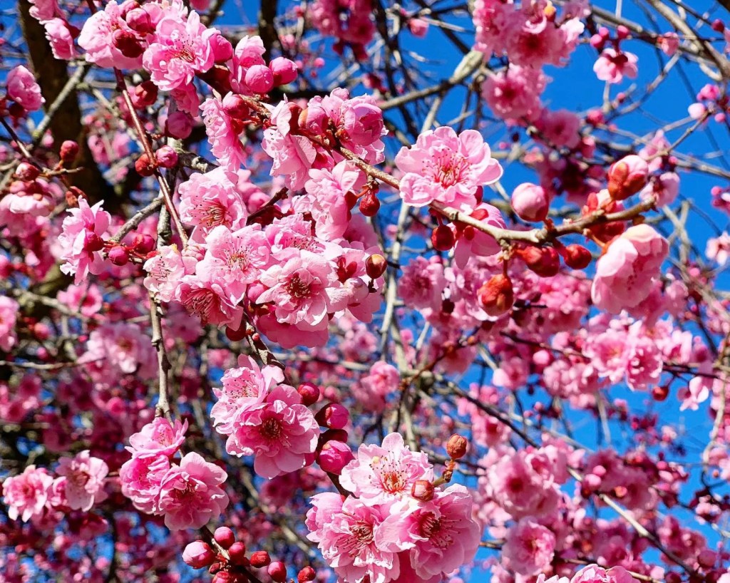 Pink cherry blossom flowers in full bloom at Leura in the Blue Mountains NSW